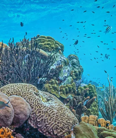 Coral Reef